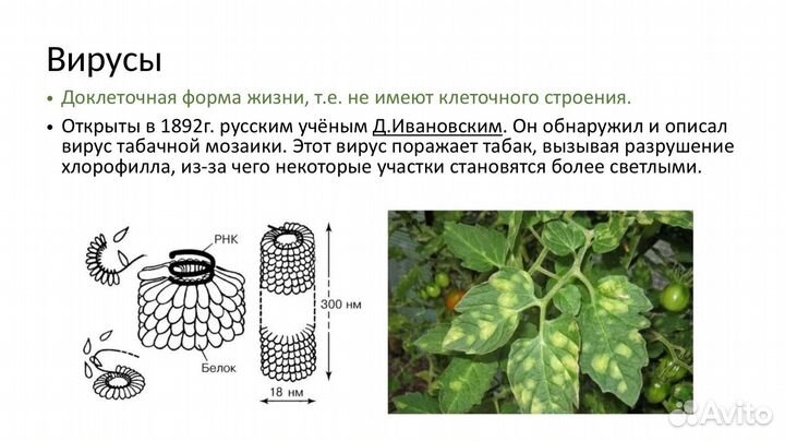Репетитор по биологии