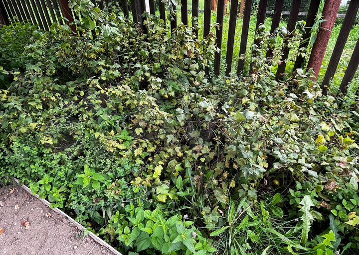 Дача 50 м² на участке 6,5 сот.