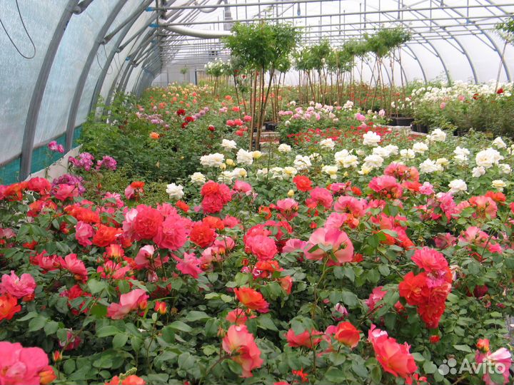 Сборщик заказов