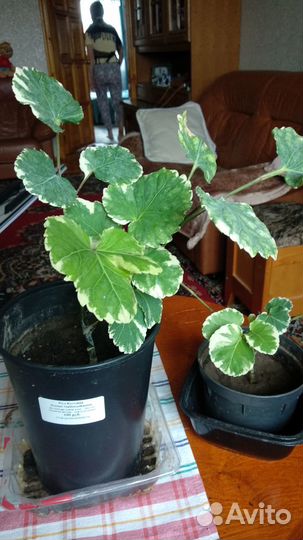 Продам мраморное дерево