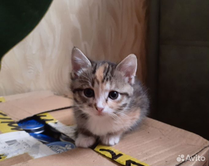 Котенок в добрые руки