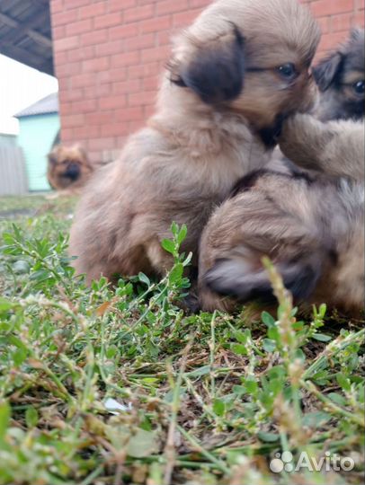 Щенки пекинеса