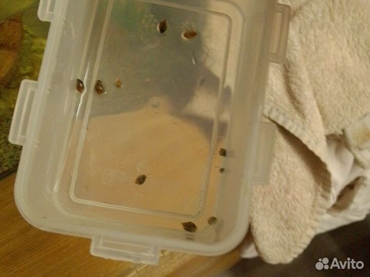 Улитки аквариумные