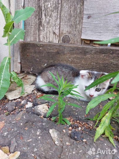 Кошечка в добрые руки