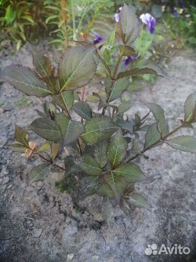 Кустики Вейгелы Нана Пурпуреа