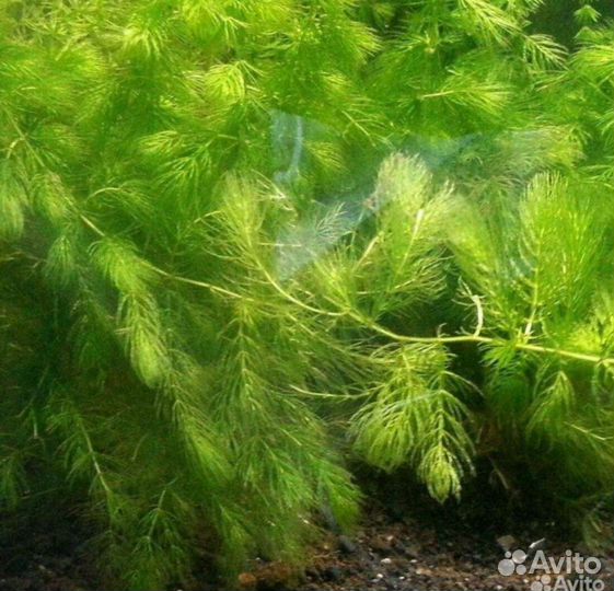 Водоросли для аквариума