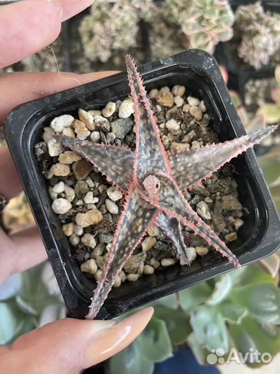 Суккуленты