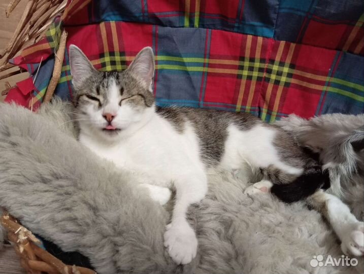 Кошка в дар бесплатно