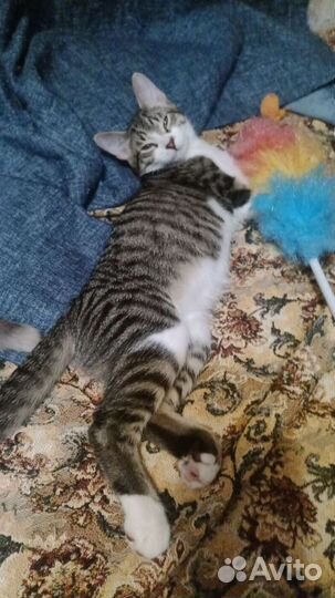 Котенку нужен дом