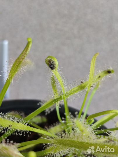Росянка растение
