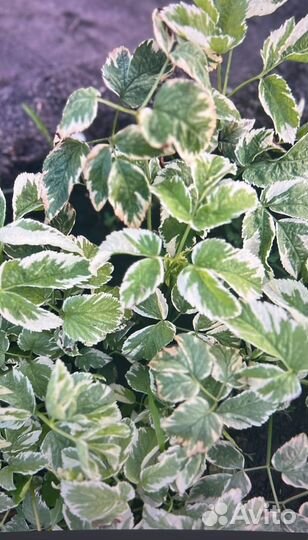 Цветы лилии луковицы