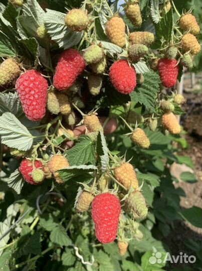 Саженцы малины пшехиба