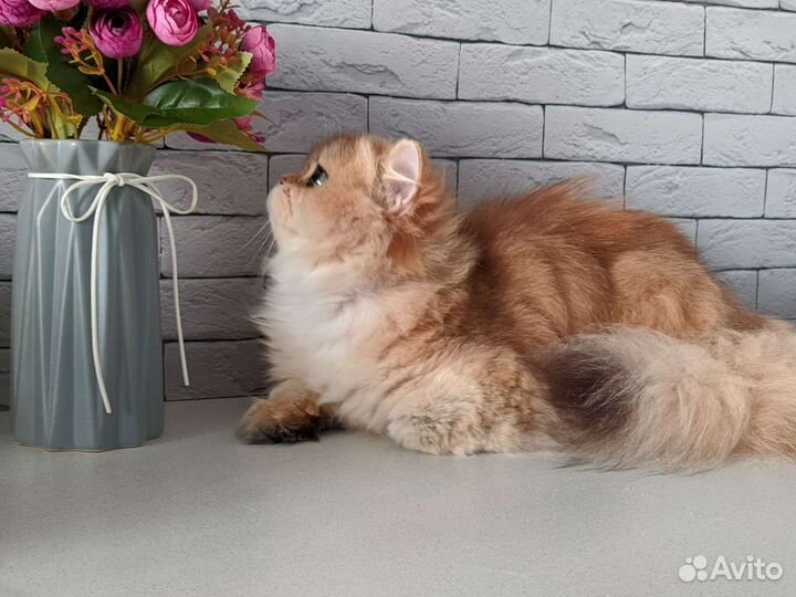 Золотые клубные британцы