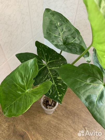 Эпипремнум, Сингониум, Аглаонема