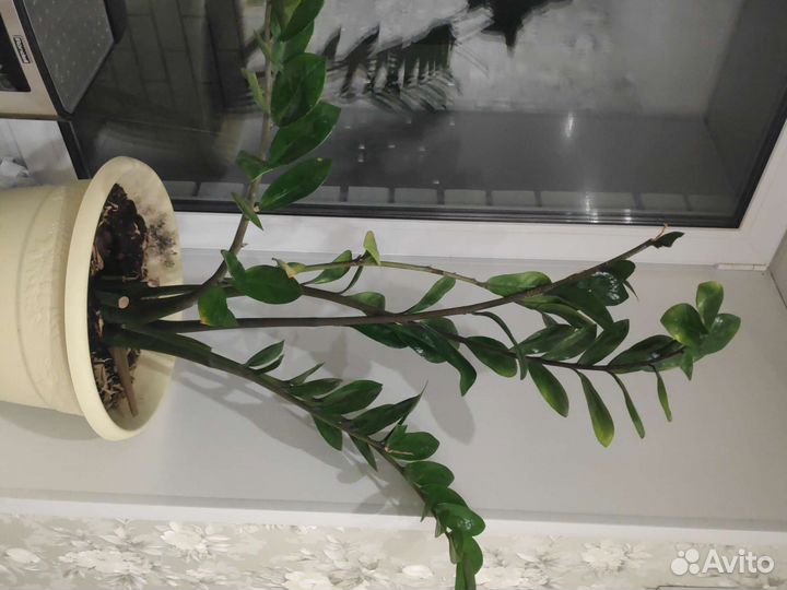 Замиокулькас