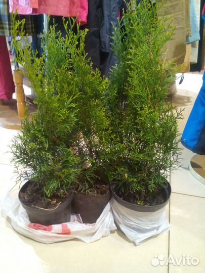 Туи,Клематисы,Дерен,Пузереплодник,Лаванда и др