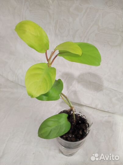 Филодендроны Thai Sunrise, Violin var, gold и др