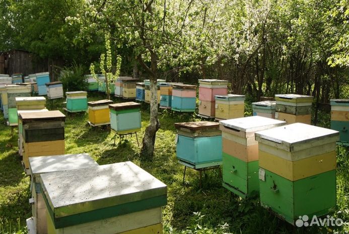 Мед натуральный из Алтая опт min 16kg