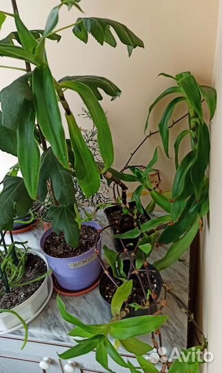 Золотой Ус - Каллизия душистая,цветущая