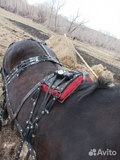 Сбруя для лошади, седелка