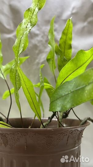 Папоротник Флебодиум