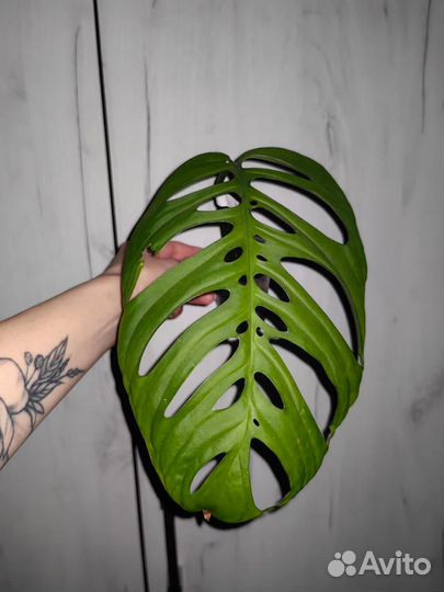 Монстера эскилето черенки