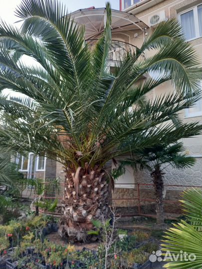 Финик канарский. Разного возраста