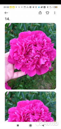 Деление пионов