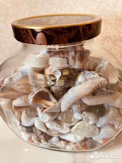 Ракушка морская