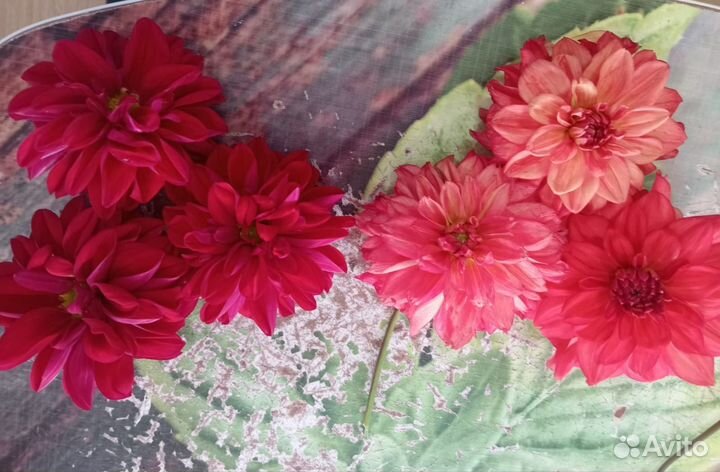 Георгины клубни