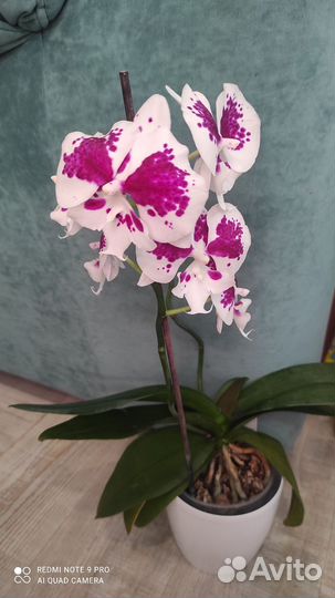 Орхидея фаленопсис