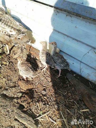 Продам месячных индюшат