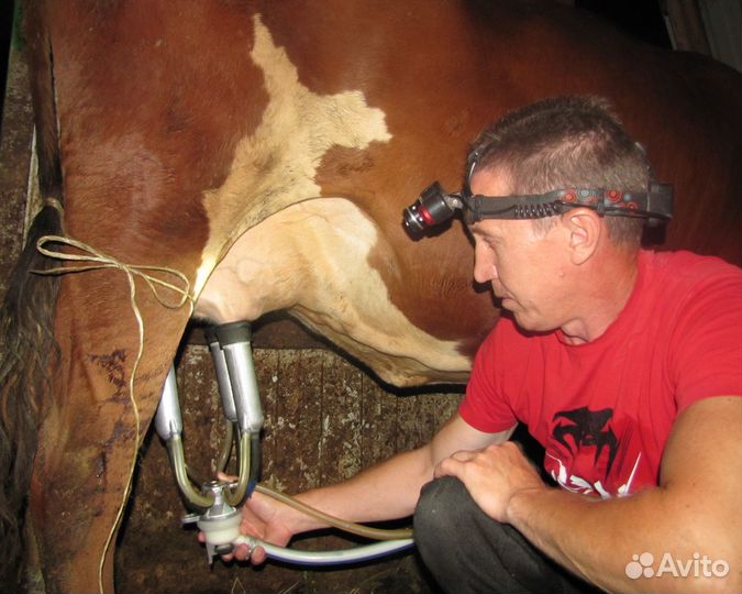 Молоко, творог