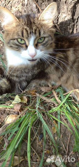 Трёхцветная кошечка