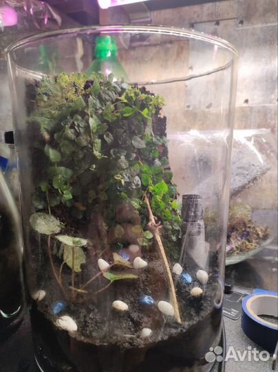 Флорариум подарок на 8 марта