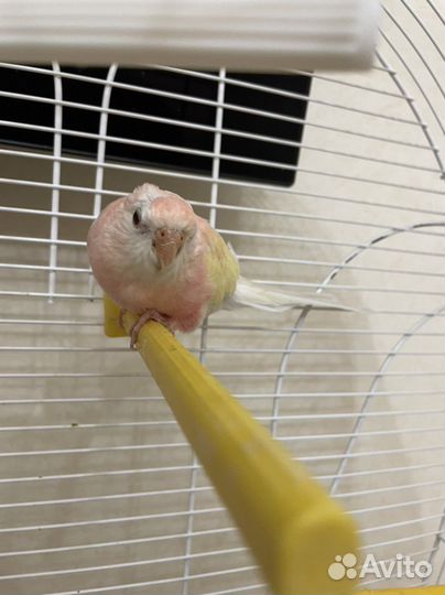 Певчий попугай