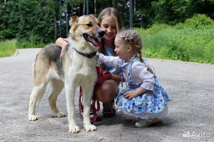 Балто ищет дом