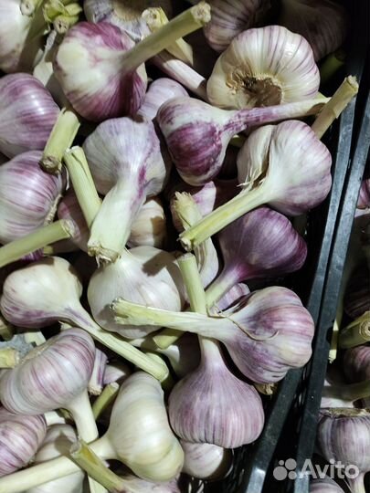 Чеснок свежий урожай