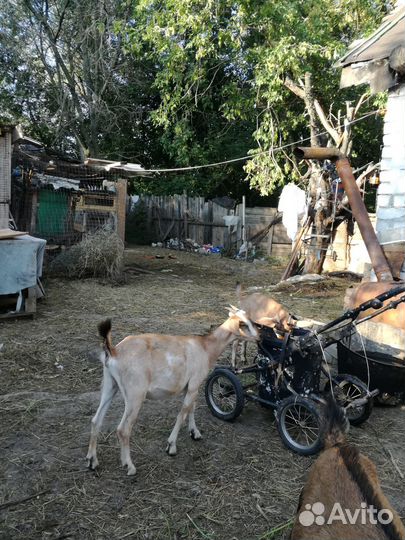 Козы молодые