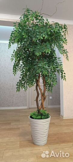 Искусственный фикус