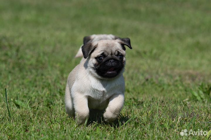 Щенки мопса