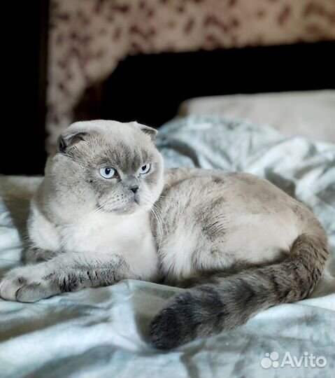 Шотландский вислоухий кот вязка