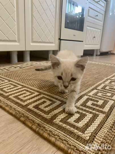 Котенок девочка бесплатно