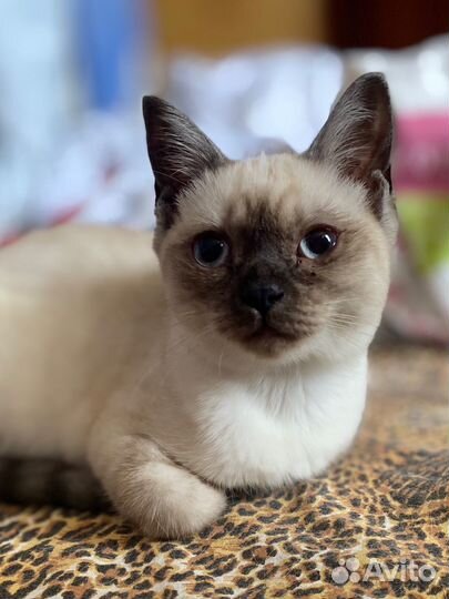 Котята тайские