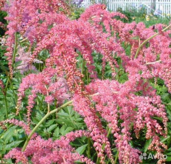 Астильба Страуссенфедер