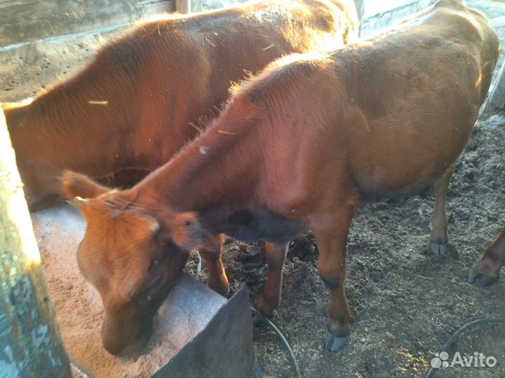 Корову и телочку