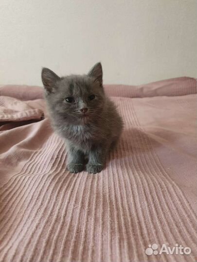 Дымка ищет дом