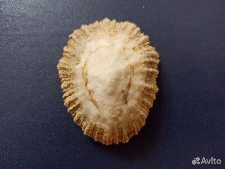 Морская раковина