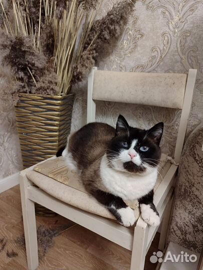 Передержка кошек