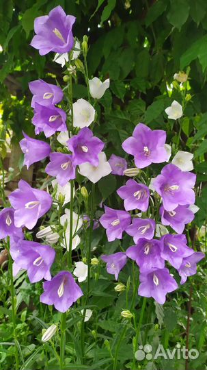 Колокольчик.Фалярис.Анемоны